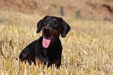 DOBERMANN 1206